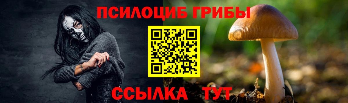 Псилоцибиновые грибы Psilocybine cubensis Карабулак